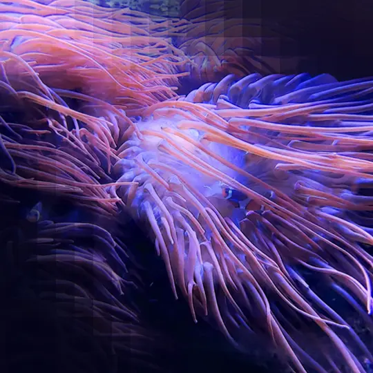 Hypnagogia